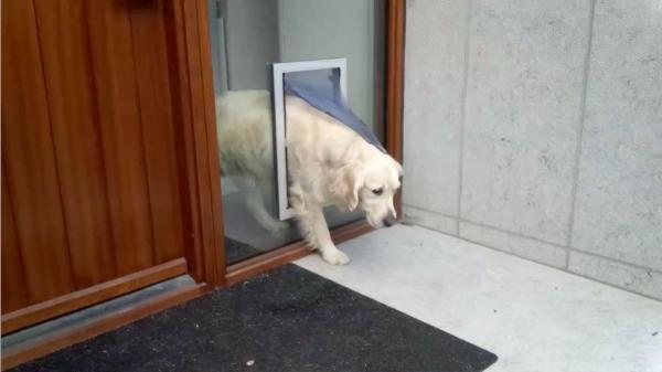 Fluffy family member gets her own door