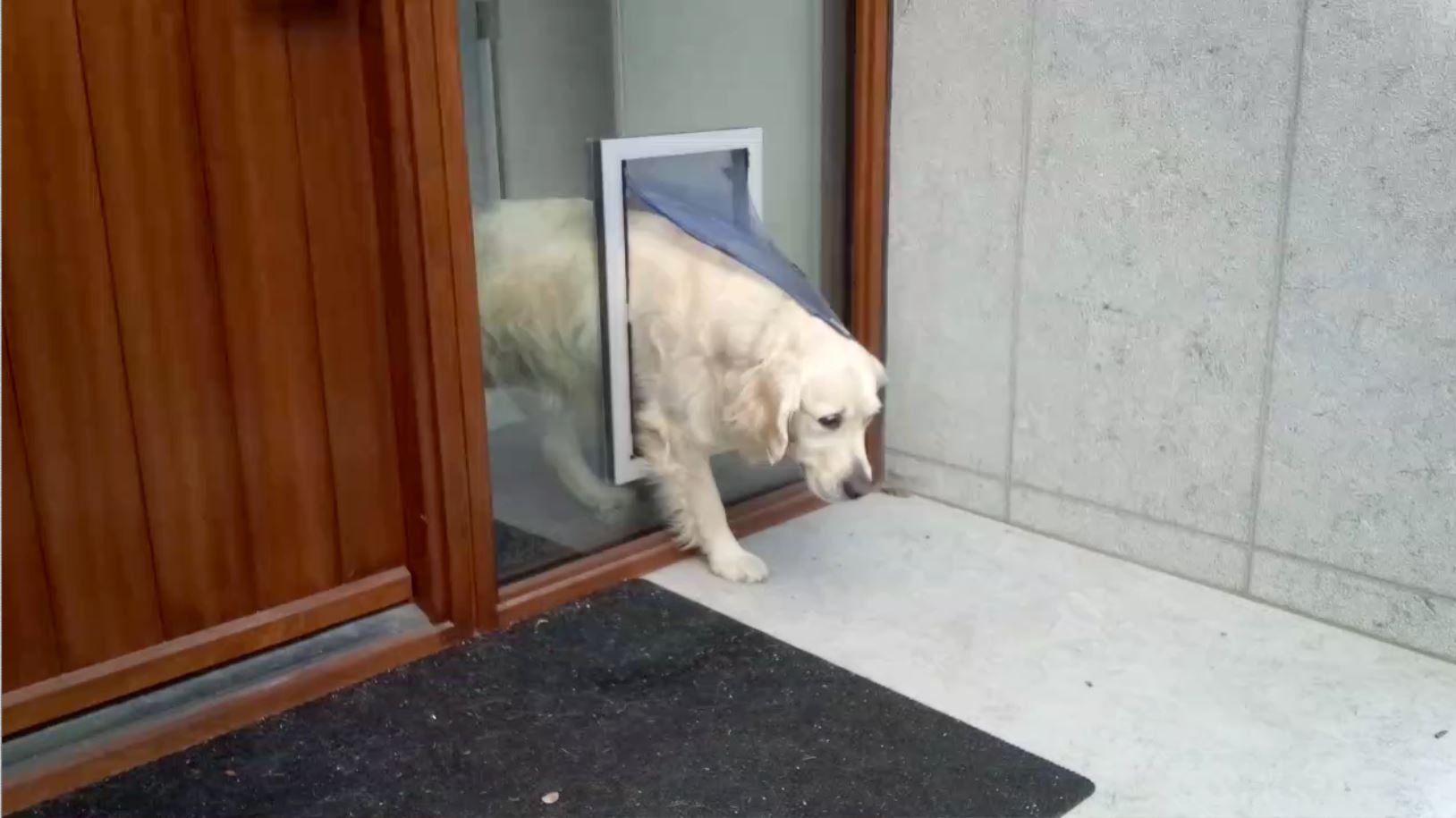 Doggy Going through door