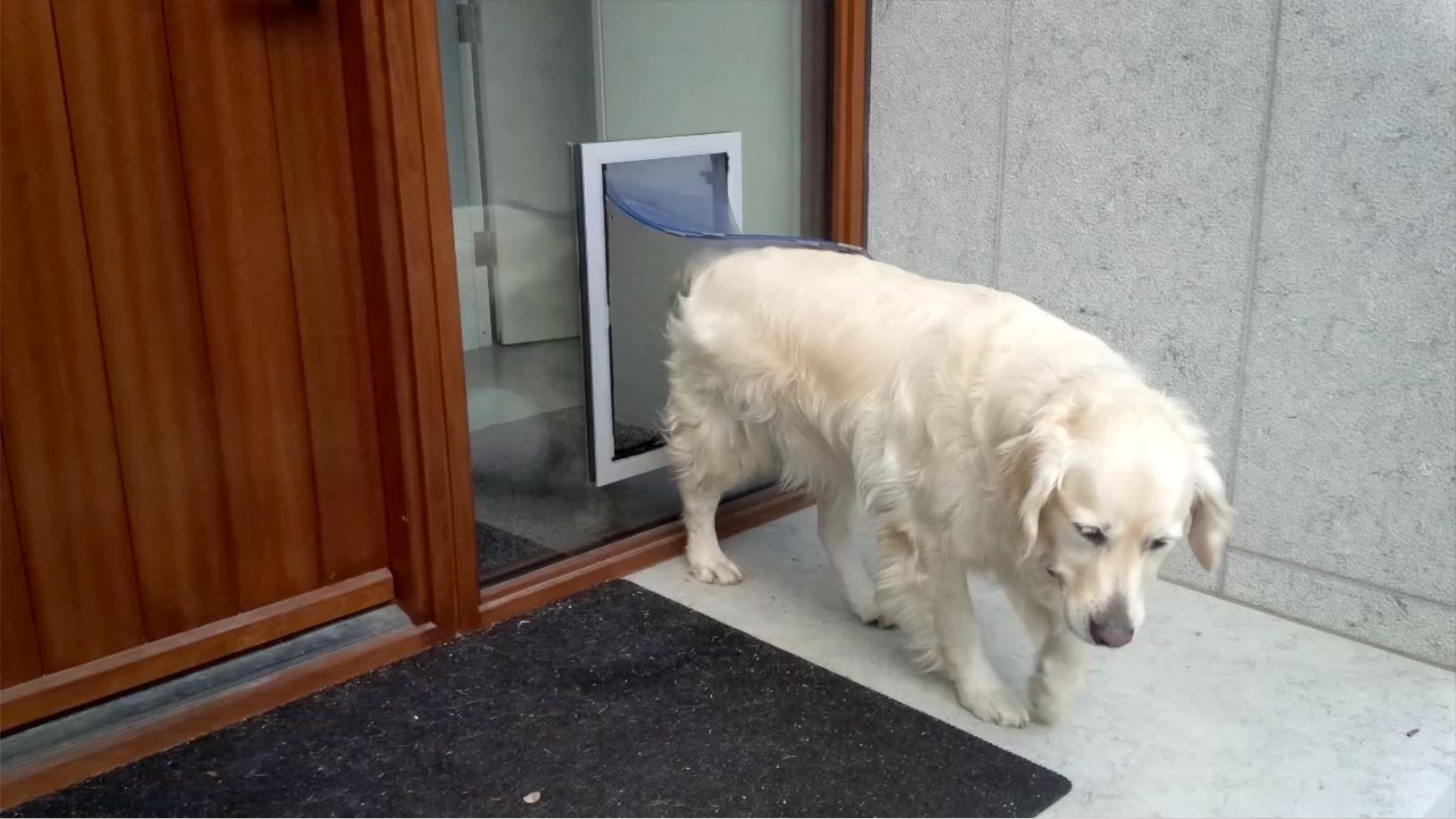 Doggy Door Closed